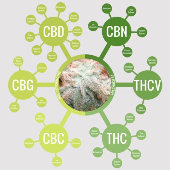 What are Cannabinoids