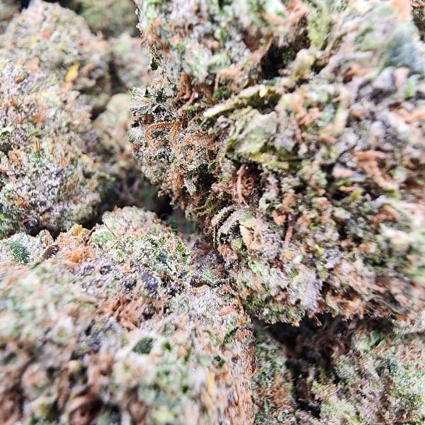 Pink Diablo cannabis with vibrant green and purple buds, frosty trichomes, and a sweet, spicy aroma.