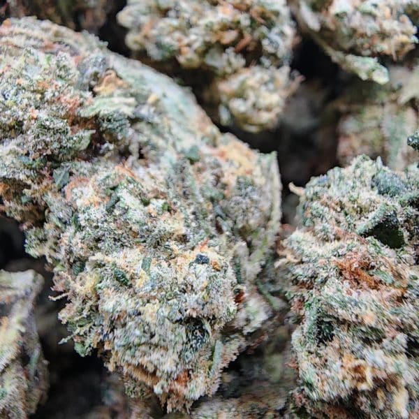 King Louie XIII cannabis buds with dense orange hairs, light green hues, and frosty trichomes, delivering relaxation and relief.