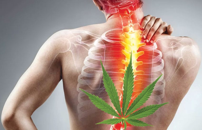 Illustration of a person experiencing back pain with a highlighted spine and a cannabis leaf symbolizing cannabis's potential for pain relief.