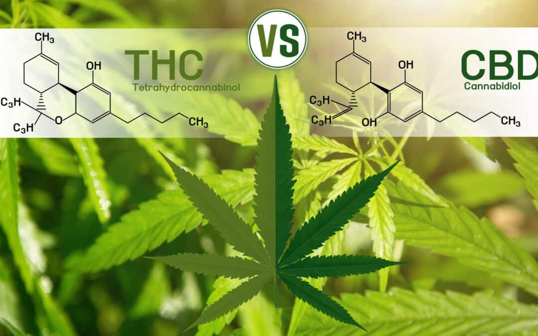 THC vs CBD Vape Cartridges: Which One Is Right for You?