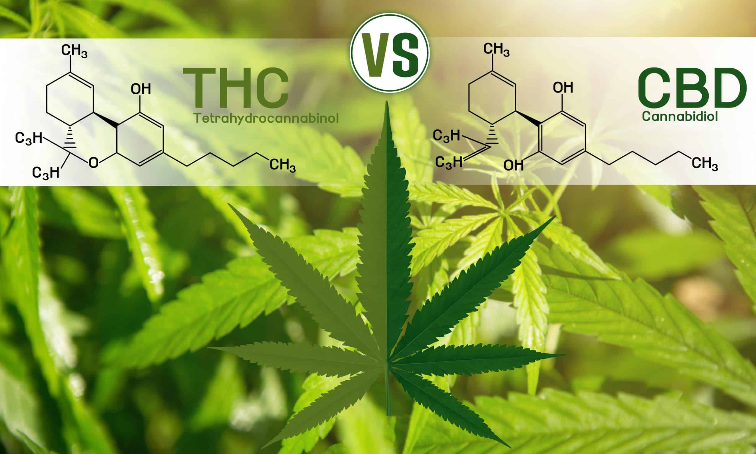 THC vs CBD chemical structures displayed over a cannabis leaf background, highlighting the differences between the two compounds.