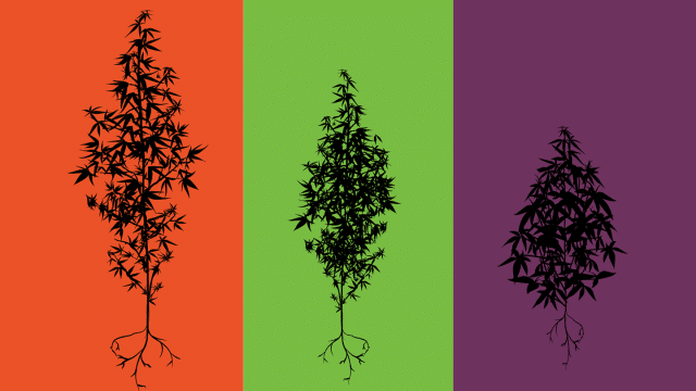 Illustration of cannabis strain types with distinct silhouettes representing Sativa, Hybrid, and Indica plants on colorful backgrounds.