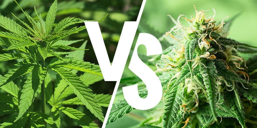 Indica vs. Sativa: Understanding Key Differences and Effects